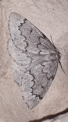 Nepytia pellucidaria