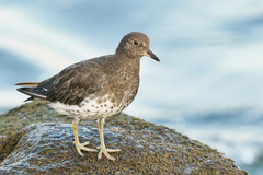 Calidris virgata