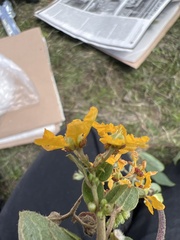 Gaudichaudia cynanchoides