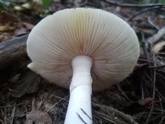 Amanita virosa