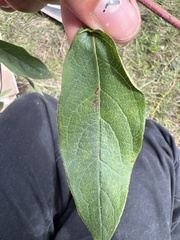 Gaudichaudia cynanchoides