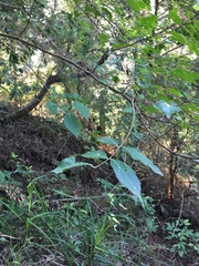 Lagerstroemia subcostata