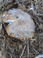 Stropharia rugosoannulata