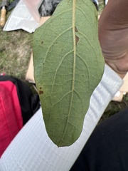 Gaudichaudia cynanchoides