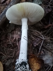 Amanita virosa