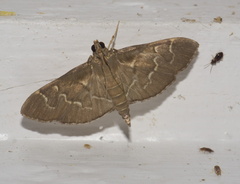 Pilocrocis ramentalis