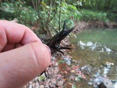 Cambarus rusticiformis