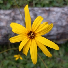 Helianthus atrorubens