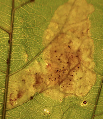 Calycomyza eupatoriphaga