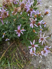 Eucephalus ledophyllus
