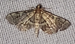 Anageshna primordialis