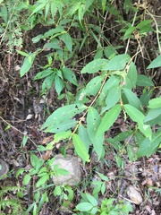 Callicarpa formosana