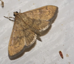 Psara obscuralis
