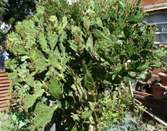 Opuntia cochenillifera