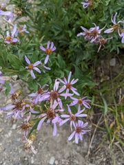 Eucephalus ledophyllus
