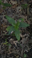 Persicaria longiseta