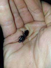 Scarites subterraneus