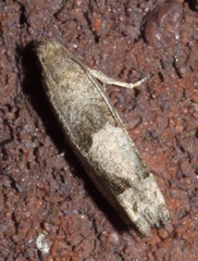 Eucosma apacheana