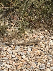 Pogona barbata