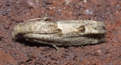 Eucosma apacheana