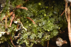 Calypogeia