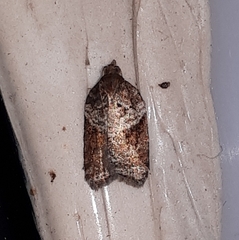 Acleris macdunnoughi