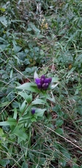 Gentiana clausa