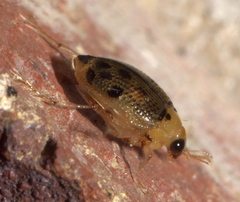 Peltodytes litoralis