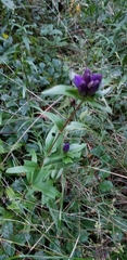 Gentiana clausa