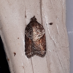 Acleris macdunnoughi