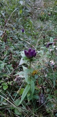 Gentiana clausa