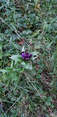 Gentiana clausa