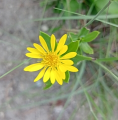 Grindelia lanceolata