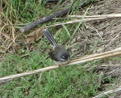 Rhipidura fuliginosa fuliginosa