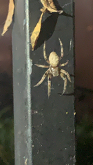 Araneidae