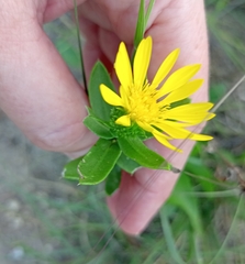 Grindelia lanceolata