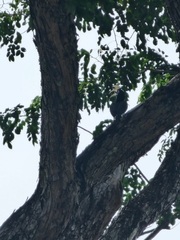 Anthracoceros albirostris