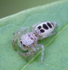 Hentzia mitrata