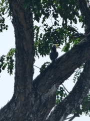 Anthracoceros albirostris