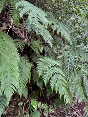 Tectaria gaudichaudii