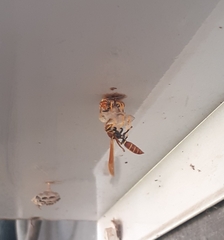Polistes crinitus