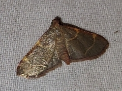 Hypsopygia binodulalis