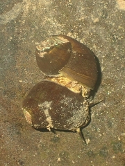 Campeloma decisum