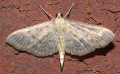 Herpetogramma thestealis