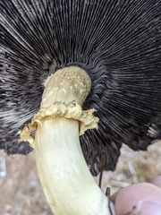 Stropharia rugosoannulata