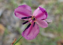 Arthropodium strictum