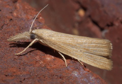 Diatraea evanescens