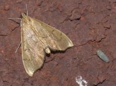 Sericoplaga externalis