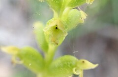 Microtis arenaria