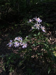 Symphyotrichum shortii